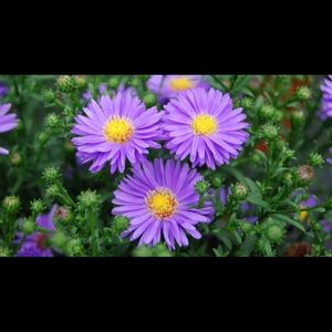 Meet your Posher, Avery